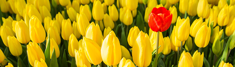 yellow tulips with one red one - 5071C notifies you of potential red flags too