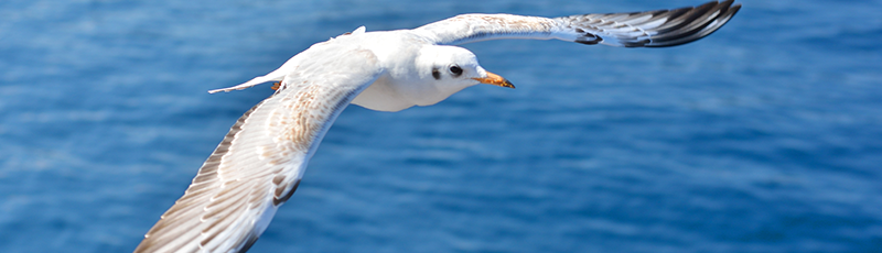 bird flying free after irs debt forgiveness