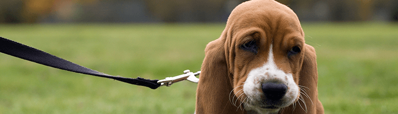 unhappy pooch searching for student loan deferment help