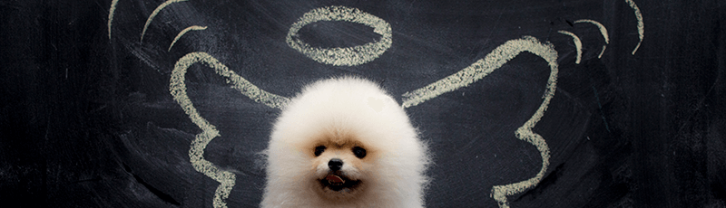 cute puppy angel considering which are the best student loans