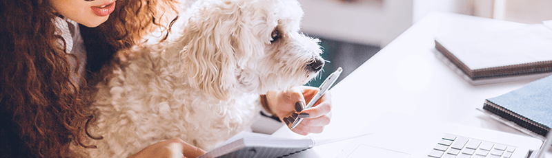 dog trying to calculate the pass-through deduction