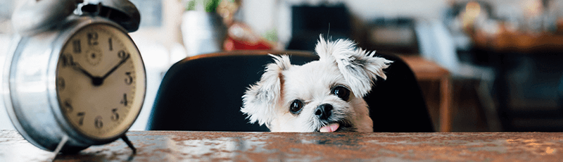 cute pup looking at clock debating on filing a tax extension