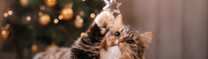 Holiday scholarship cat says, "Reach for the stars!"