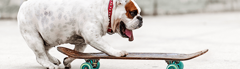 Believe it or not, you applying for scholarships is a lot like a dog trying to skateboard.