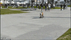 If a dog can skateboard like this, you can win a scholarships.